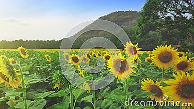 Panoramic view field of sunflowers of blue sky Stock Photo