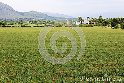 Panoramic view on fields close to Alcudia, in Mallorca Stock Photo