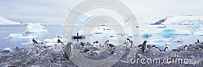 Panoramic view of Gentoo penguins with chicks (Pygoscelis papua), glaciers and icebergs in Paradise Harbor, Antarctica Stock Photo