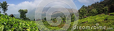 Panoramic view of the green lush tea hills and mountains around Munnar, Kerala, India Stock Photo