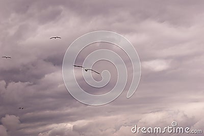 Panoramic view of a group of seagulls flying against a stormy sky-scape Stock Photo