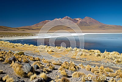 Panoramic view of Laguna de Canapa with flamingo, Bolivia - Altiplano Stock Photo