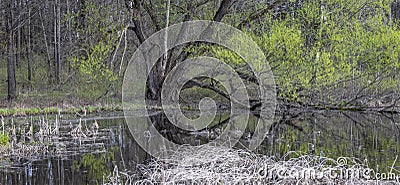 Panoramic view of large tree by marsh lands in spring time Stock Photo