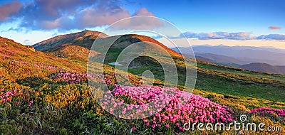 Panoramic view in lawn with rhododendron flowers. Mountains landscapes. Location Carpathian mountain, Ukraine, Europe. Summer Stock Photo