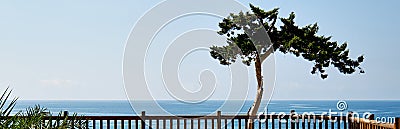 Panoramic view lonely tropical tree and Mediterranean sea Stock Photo