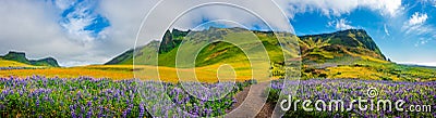 Panoramic view of meadow field with yellow flowers and violet lupin near city of Vik at South Iceland, summer time Stock Photo