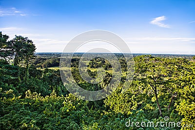 Panoramic view at mexican jungle from Palenque Temple, Mexico. Stock Photo