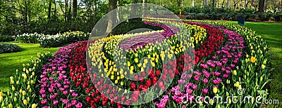 Amazing Ornamental Flowers bed in keukenhof gardens Netherlands Stock Photo