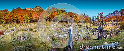 Panoramic view over magical austral forest, peatbogs dead trees Stock Photo