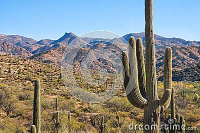 Scenic and historic mountain view at Apache trail Arizona, cactus landscape red rock formations Stock Photo