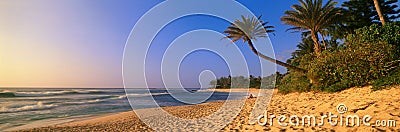 Panoramic view of palm trees and North Shore beach, Oahu, Hawaii Stock Photo