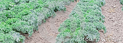 Panoramic view row of green curly kale growing on hill at farm in Washington, America Stock Photo