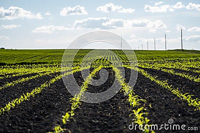 Panoramic view of rows of young corn shoots on beautiful summer field. Stock Photo