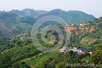 Small village, tea plantation and terraced fields in mountains of Thailand Stock Photo