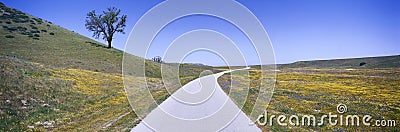 Panoramic view of spring flowers, tree and paved road off Route 58 on Shell Creek Road west of Bakersfield, California Stock Photo