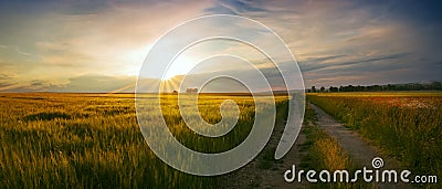 Panoramic view of the sunset at the field of wheat Stock Photo