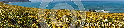 Panoramic view of the Superbloom at Mori Point, Pacifica, San Francisco bay, California Stock Photo