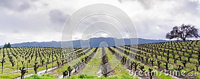 Panoramic view of a vineyard in Sonoma Valley at the beginning of spring, California Stock Photo