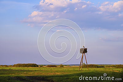 Panoramic view of wetlands covered with early spring green grass, woods and nesting White Stork in Biebrza River wildlife refuge Stock Photo