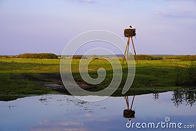 Panoramic view of wetlands covered with early spring green grass, woods and nesting White Stork in Biebrza River wildlife refuge Stock Photo