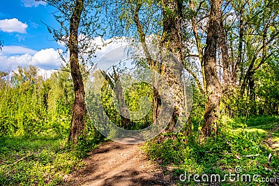 Wetlands wooded meadows of Lawice Kielpinskie natural reserve at the Vistula river near Lomianki town north of Stock Photo