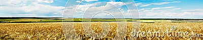 Panoramic view of a wheat field Stock Photo