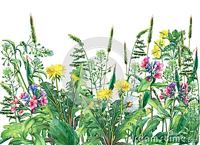 Panoramic view of wild meadow flowers and grass, isolated on white background. Cartoon Illustration