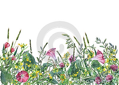 Panoramic view of wild meadow flowers and grass on white background. Cartoon Illustration