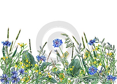 Panoramic view of wild meadow flowers and grass on white background. Cartoon Illustration