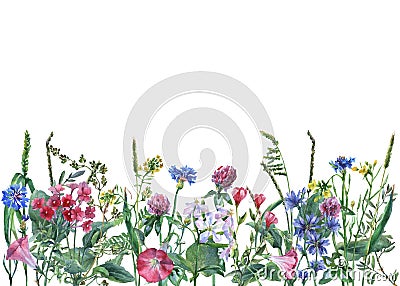 Panoramic view of wild meadow flowers and grass on white background. Cartoon Illustration