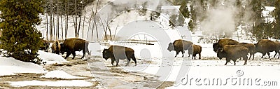 Panoramic vista of herd of bison or American buffalo in Upper Ge Stock Photo