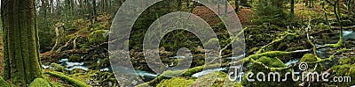 Panoramic wide view on ancient forest woodland in Devon, UK Stock Photo