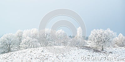 Panoramic winter view with snow of the Dutch Posbank in national Stock Photo