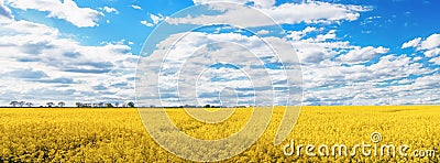 Panoramic of Yellow Rapeseed field and blue sky on spring day. Usual rural England landscape in Yorkshire Stock Photo