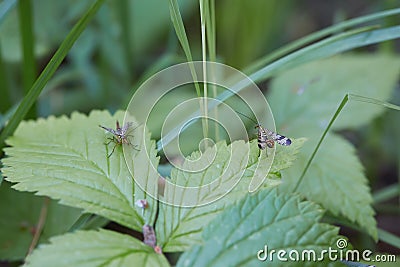 Panorpa communis on green leaves Stock Photo