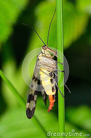 Panorpa vulgaris ( scorpionflies) Stock Photo