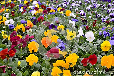 pansies Stock Photo