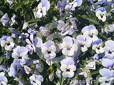 Pansies blooming in the garden on a summer day Stock Photo