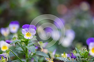 Pansies flower on a green lawn background with copy space Stock Photo