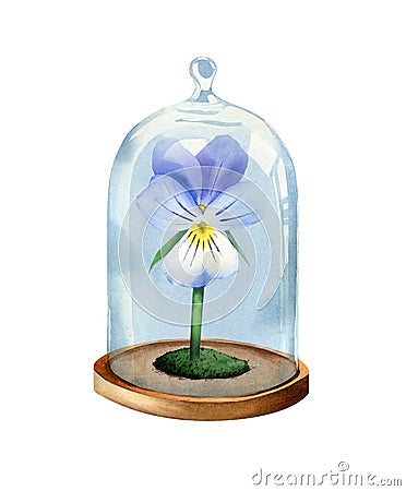 Pansies flower under the glass bell. Cartoon Illustration