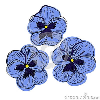 Pansies Flower in a vector style isolated. Color sketch. Pansy Botanical Illustration Vector Illustration