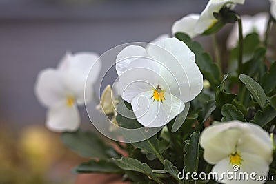 Pansies in various colors in a vase Stock Photo