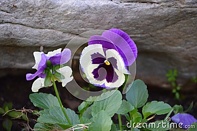 Pansies: Viola in purple and white with rock as background Stock Photo