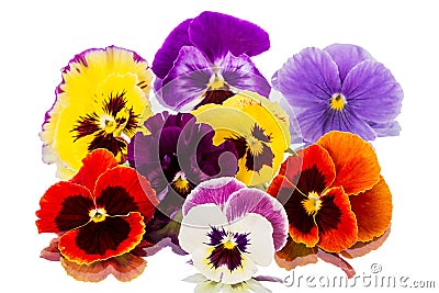 Pansies on white Stock Photo