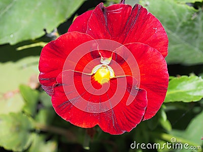 Pansy. The colorful petals of the flower buds. Garden flowers Stock Photo