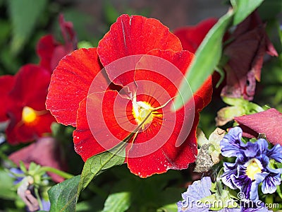 Pansy. The colorful petals of the flower buds. Garden flowers Stock Photo