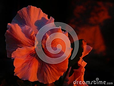 Pansy Face Blushing Bright Red Reflecting Sunset Stock Photo