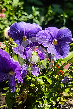 Pansy flower in the garden in purple and yellow color Stock Photo