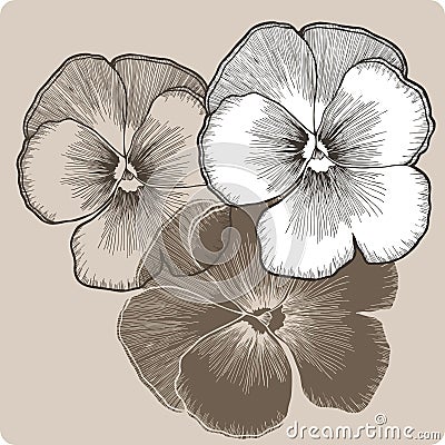 Pansy flower, hand-drawing. Vector illustration. Vector Illustration