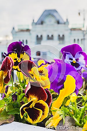 Pansy in the flowerbed in front of the Rizhsky railway station in Moscow, Russia. Stock Photo